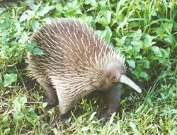 echidna